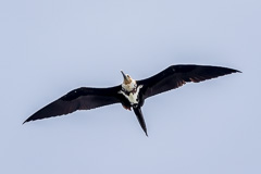 Lesser Frigatebird