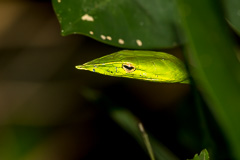 Indochinese Long-nosed Whip Snake
