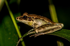 Siamese Cascade Frog