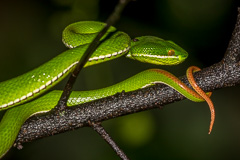 White-lipped Pit Viper