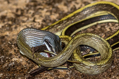 Yellow Black-tailed Racer