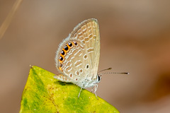 Lesser Grass Jewel