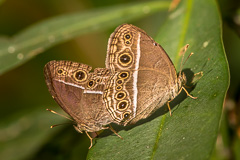 Painted Bushbrown