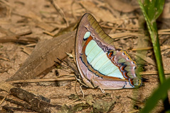 Pallid Nawab