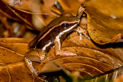 Brilliant-thighed Poison Frog