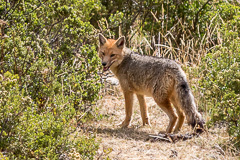 Andean Fox