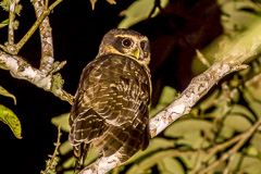 Band-bellied Owl