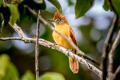 Barred Antshrike