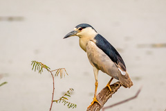 Black-crowned Night Heron