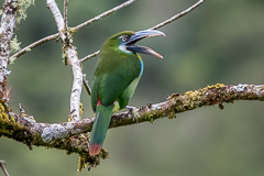 Blue-banded Toucanet