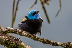 Blue-necked Tanager