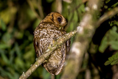 Cloud-forest Screech Owl