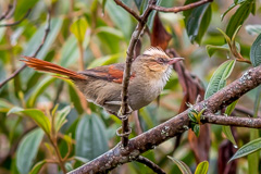 Creamy-crested Spinetail