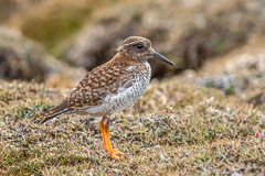 Diademed Sandpiper-Plover