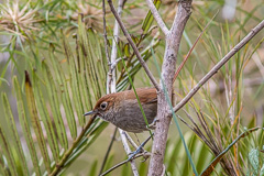 Eye-ringed Thistletail