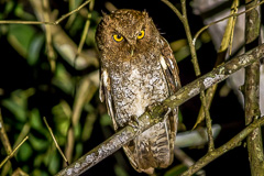 Foothill Screech Owl