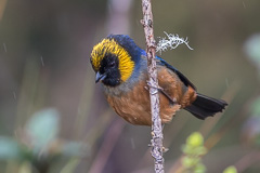 Golden-collared Tanager