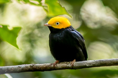 Golden-headed Manakin