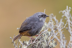 Milpo Tapaculo