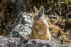 Mountain Viscacha