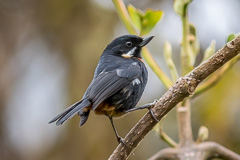 Moustached Flowerpiercer