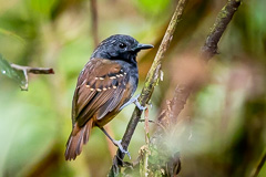 Northern Chestnut-tailed Antbird