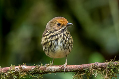 Ochre-fronted Antpitta