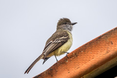 Pale-edged Flycatcher