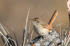 Pale-tailed Canastero