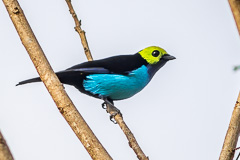 Paradise Tanager