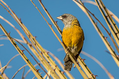 Peruvian Sierra Finch