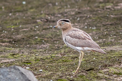 Peruvian Thick-knee