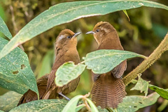 Peruvian Wren