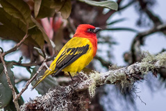 Red-hooded Tanager