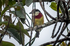 Scarlet-banded Barbet