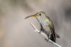 Spot-throated Hummingbird