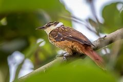 Streaked Tuftedcheek