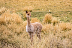 Vicuna