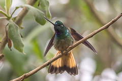 Violet-throated Starfrontlet