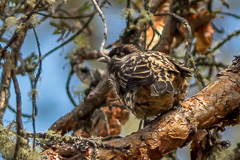 White-cheeked Cotinga