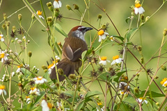 Chestnut-capped Babbler