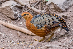 Ferruginous Partridge