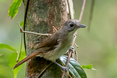 Moustached Babbler