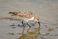 Red-necked Stint