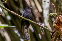 Square-tailed Drongo-Cuckoo