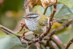 Ashy-throated Leaf Warbler