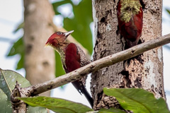 Banded Woodpecker