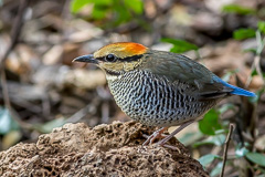 Blue Pitta