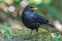 Blue Whistling Thrush