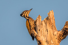 Common Flameback